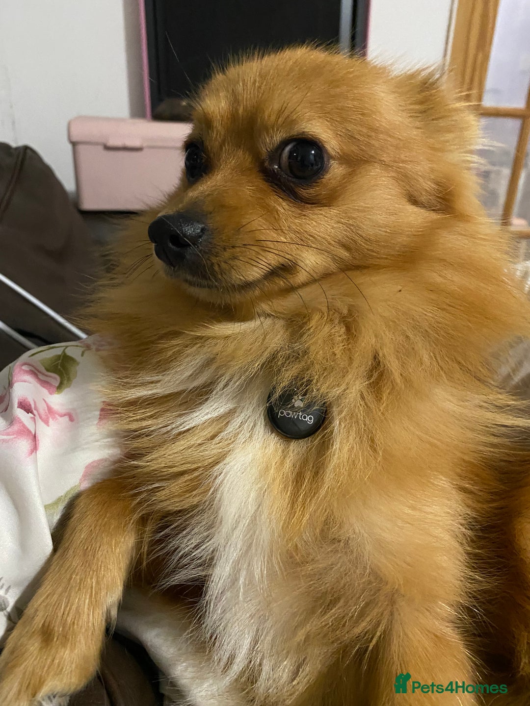 Pomeranian dogs for sale: Lovely dog for sale  - Image 5