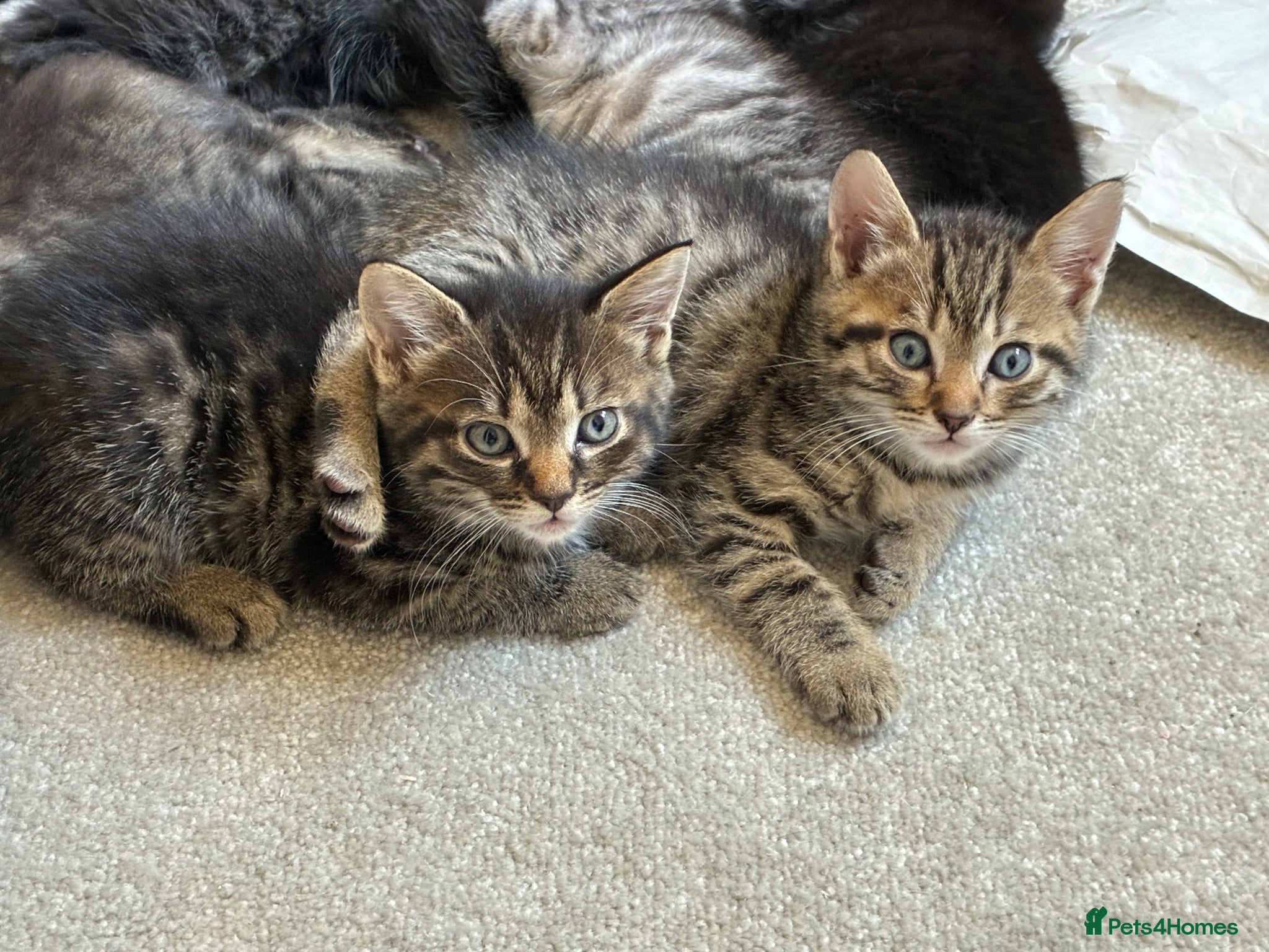 Mixed Breed cats 4 x cross kittens  - Advert 6