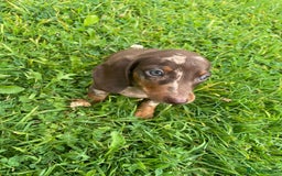 Dachshund dogs for sale: Only One Adorable Dachshund Left Now 🐶 - Image 8