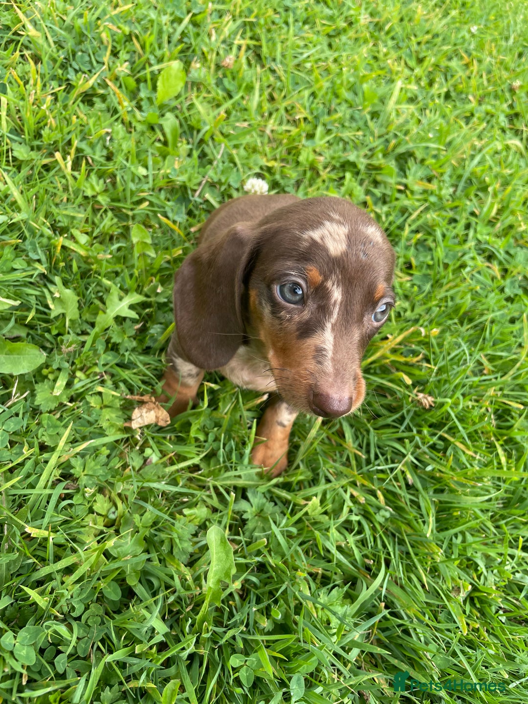 Dachshund dogs for sale: Only One Adorable Dachshund Left Now 🐶 - Image 8