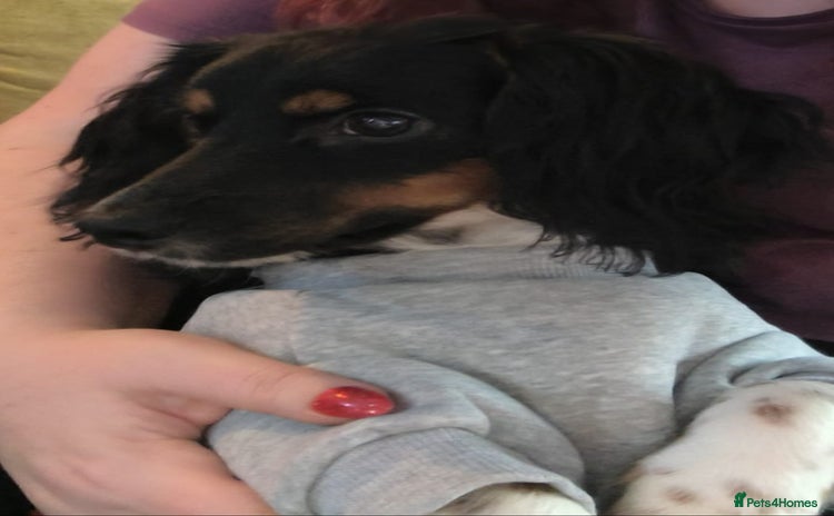 Mixed Breed dogs - Advert 1