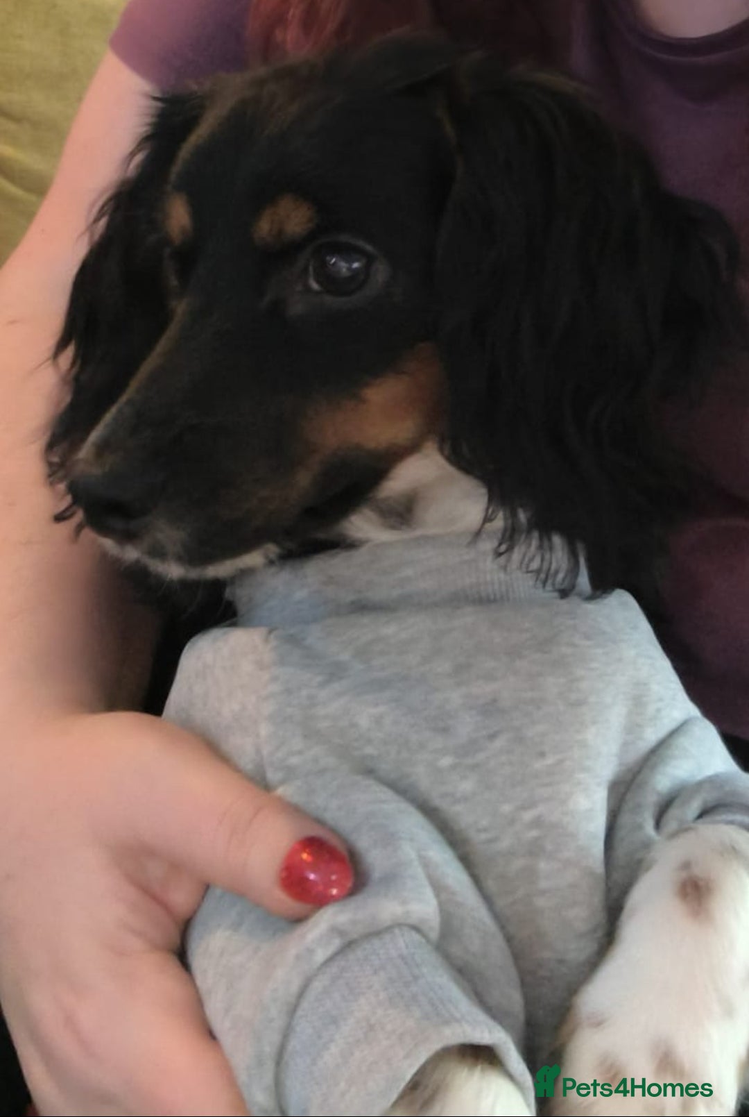 Mixed Breed dogs for sale: 1 year old small mixed breed dog. - Image 1