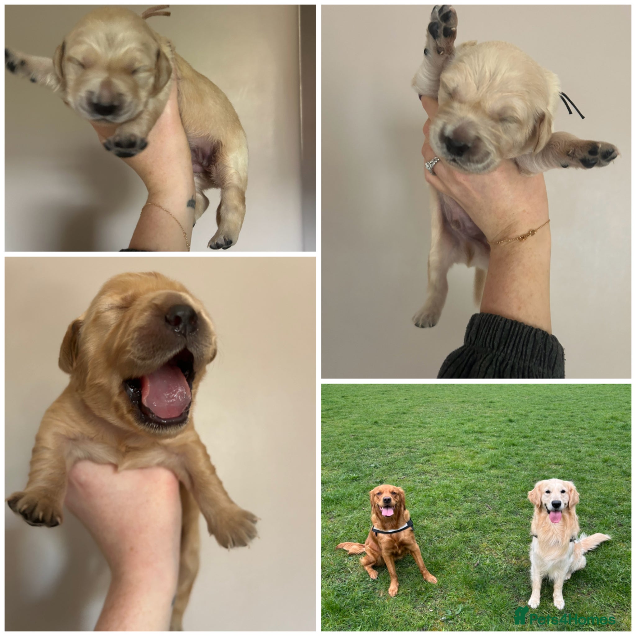 Golden Retriever dogs *2REMAINING* Golden Retriever Pups (Champion Line) - Advert 5