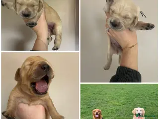 Golden Retriever dogs *2REMAINING* Golden Retriever Pups (Champion Line) - Advert 5
