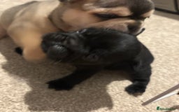 French Bulldog dogs for sale: All Male French’s Bulldog litter - Image 5