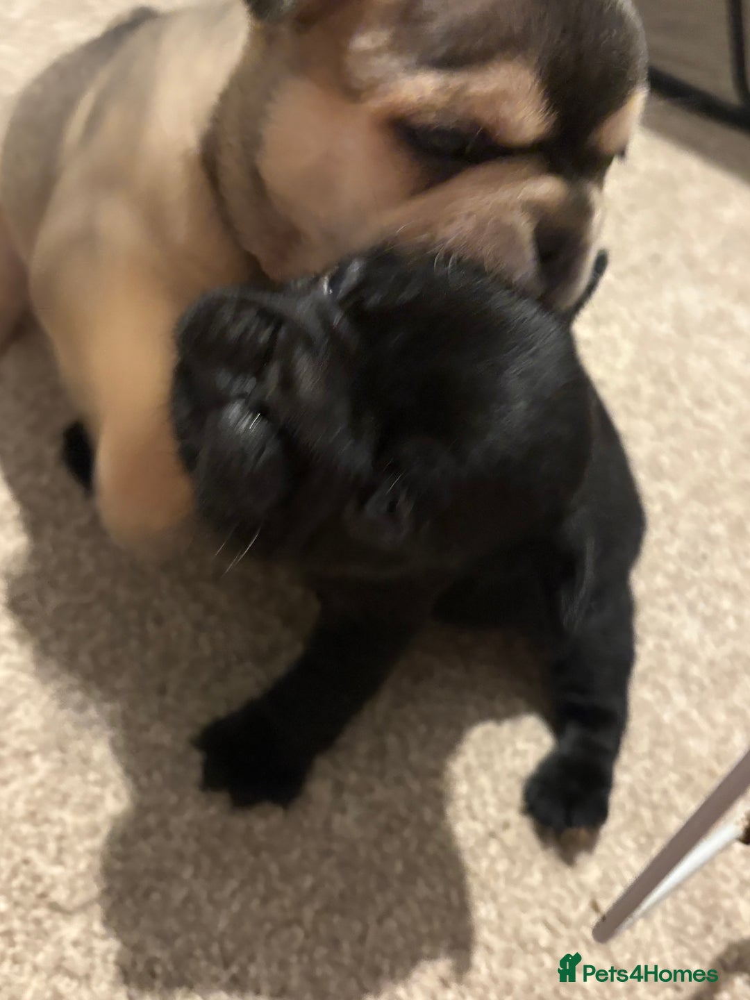 French Bulldog dogs for sale: All Male French’s Bulldog litter - Image 5