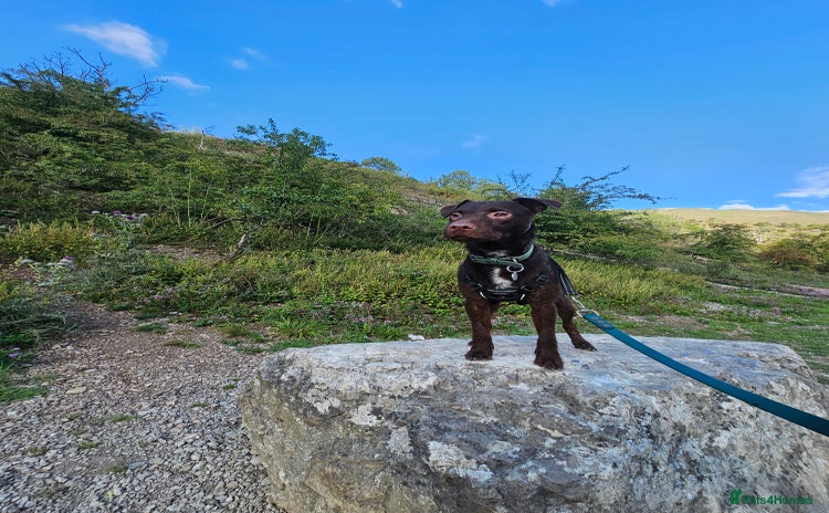 Patterdale Terrier dogs - Advert 1