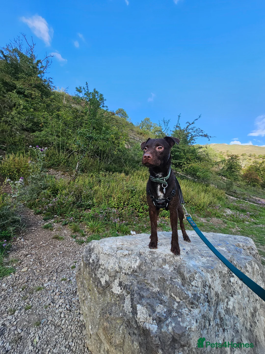 Patterdale Terrier dogs for stud: Patterdale for stud  - Advert 1