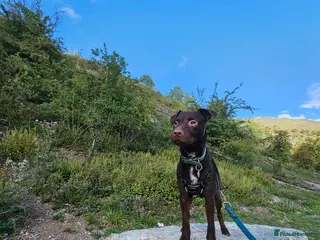 Patterdale Terrier dogs Patterdale for stud - Advert 1