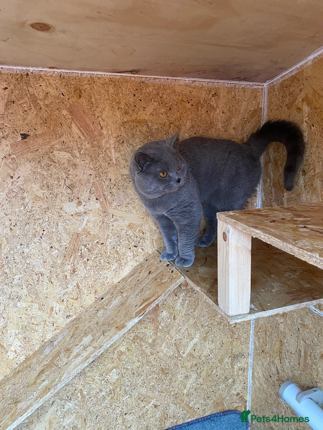 British Shorthair cats for stud: British Shorhair Blue male for stud in Manchester - Advert 7