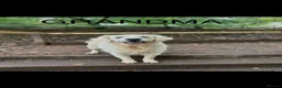 Golden Retriever dogs for sale: Cream kc registered golden retriever pups - Advert 19