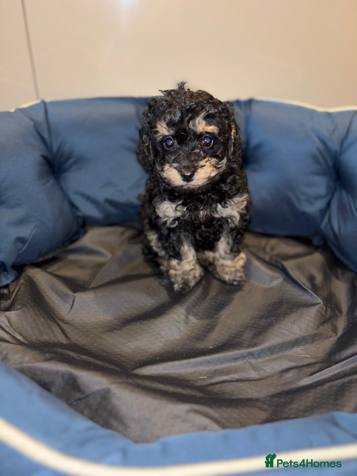 Cavapoo dogs Stunning cavapoo puppies!! - Advert 3