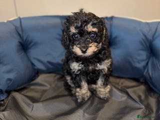 Cavapoo dogs Stunning cavapoo puppies!! - Advert 5
