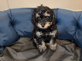 Cavapoo dogs Stunning cavapoo puppies!! - Advert 17