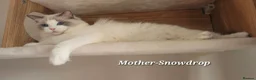 Ragdoll cats for sale: GCCF PEDIGREE CERTIFICATE KITTENS  - Advert 25
