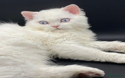 Persian cats for sale: Beautiful white persain  - Image 3