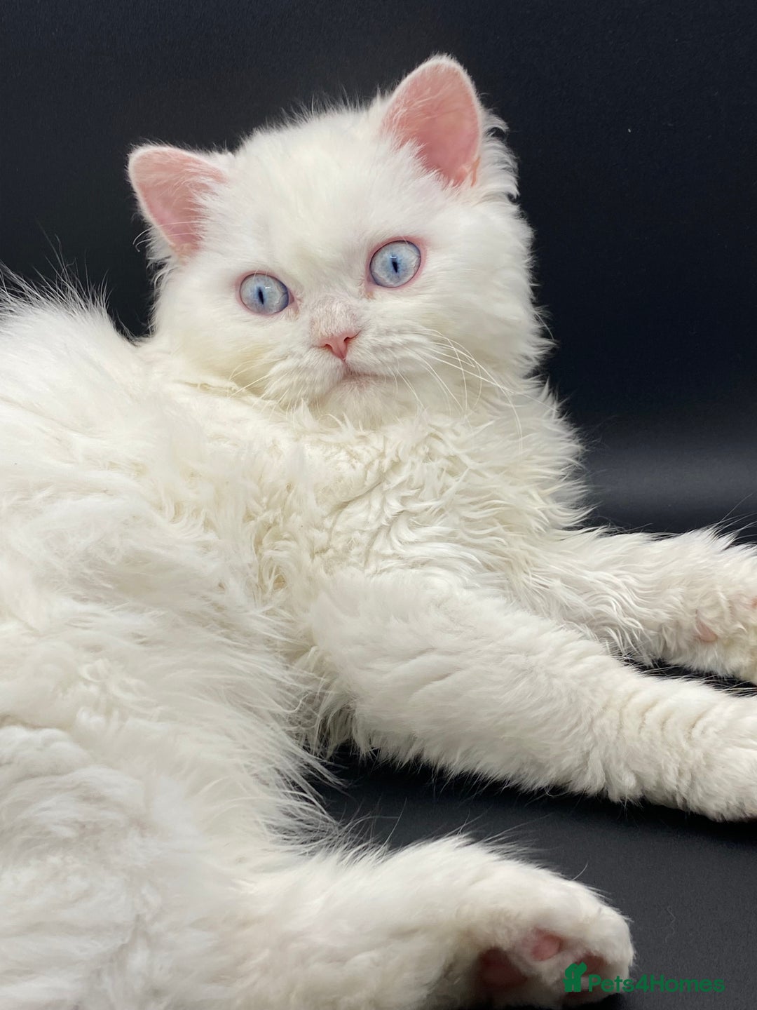 Persian cats for sale: Beautiful white persain  - Image 3