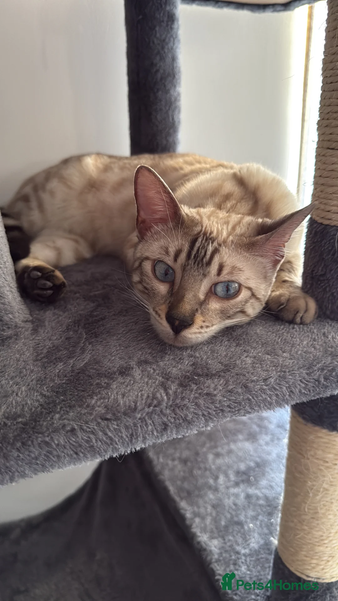 Bengal cats for sale: Snow Bengal Female  - Advert 1