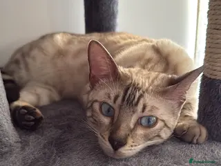 Bengal cats Snow Bengal Female - Advert 12