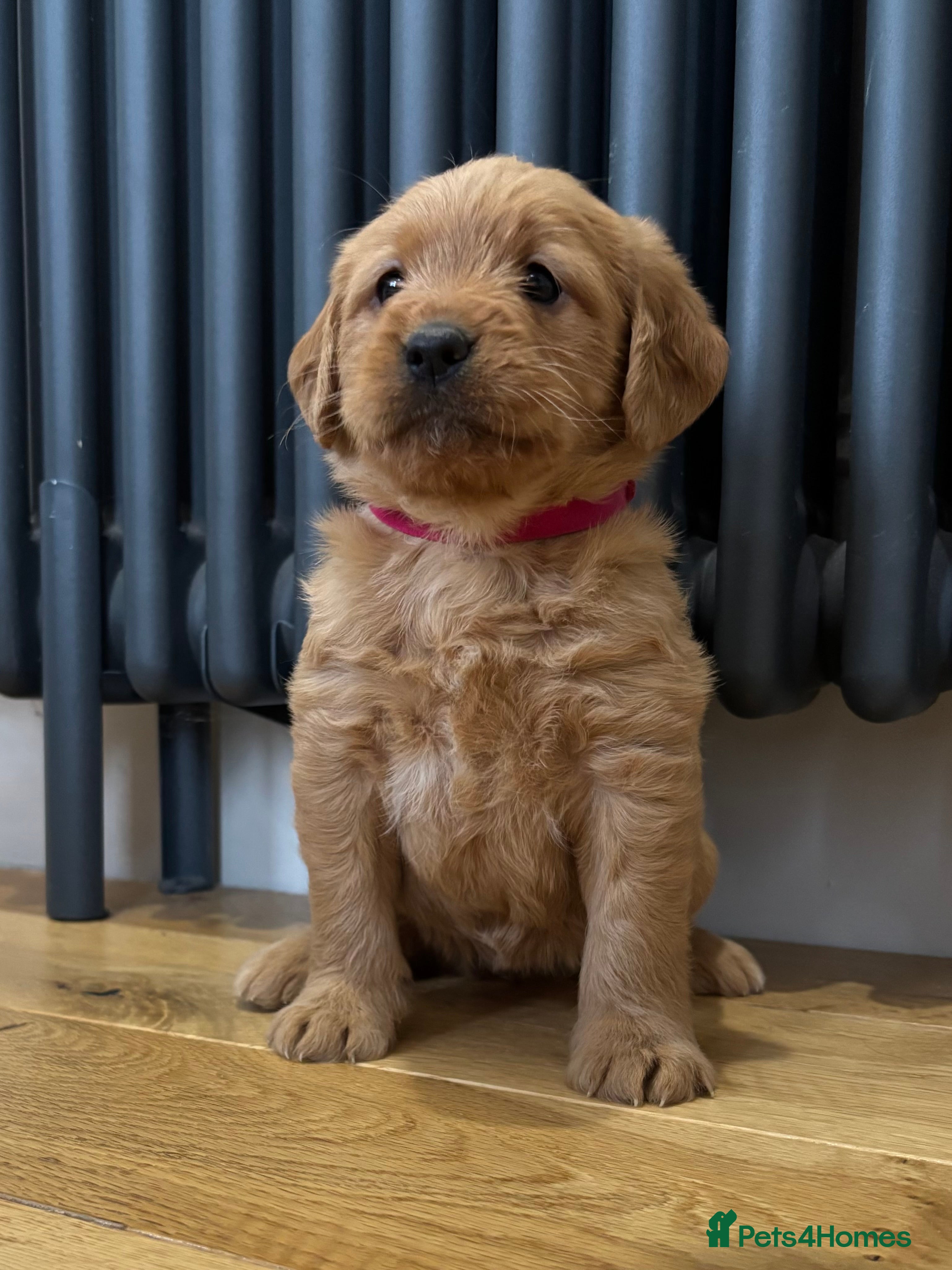 Labradoodle dogs Stunning F1 Labradoodle Puppies KC Parents - Advert 8