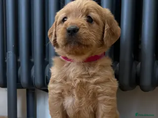 Labradoodle dogs Stunning F1 Labradoodle Puppies KC Parents - Advert 8