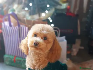 Toy Poodle dogs Red Toy Poodle girl 1 year 1 month - Advert 1