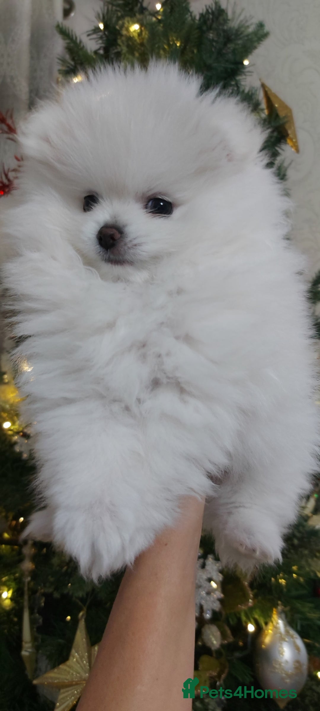 Pomeranian dogs for sale: Russian baby pomeranian(only one girls left) 💕💝  - Advert 3