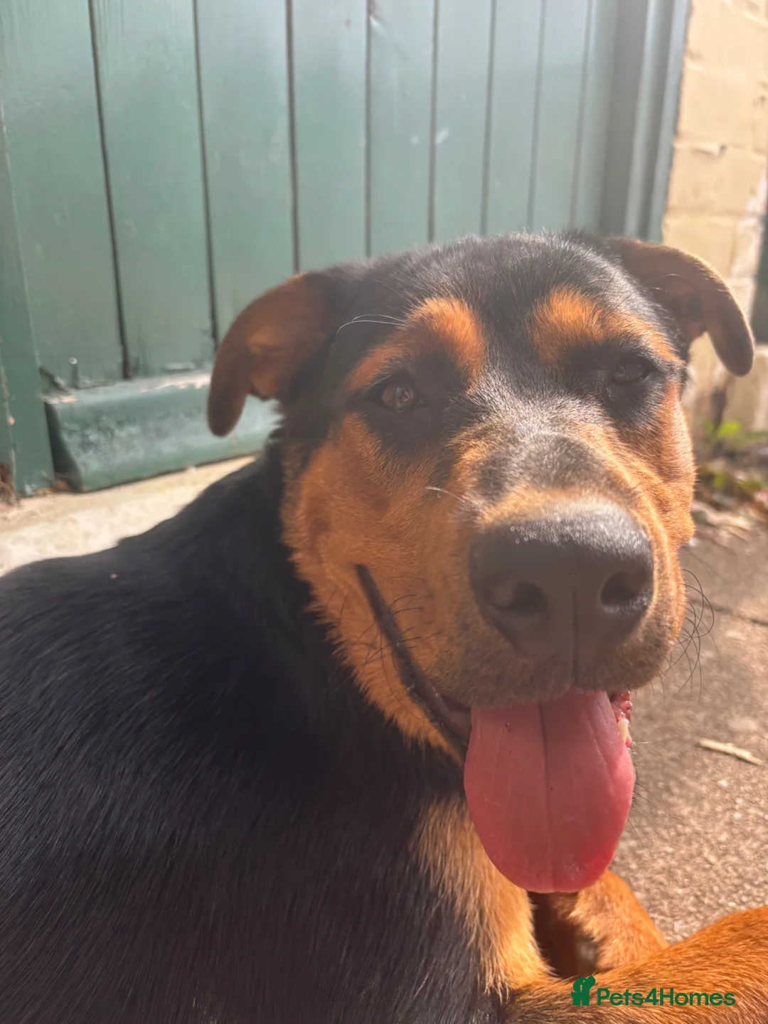 Mixed Breed dogs for sale: ❤️Beautiful Rottweiler/Malinos Female❤️ in Nottingham - Advert 2