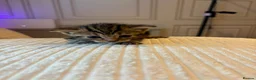 Mixed Breed cats for sale: 6 kittens 4 girls / 2 boys  in Birmingham - Advert 4