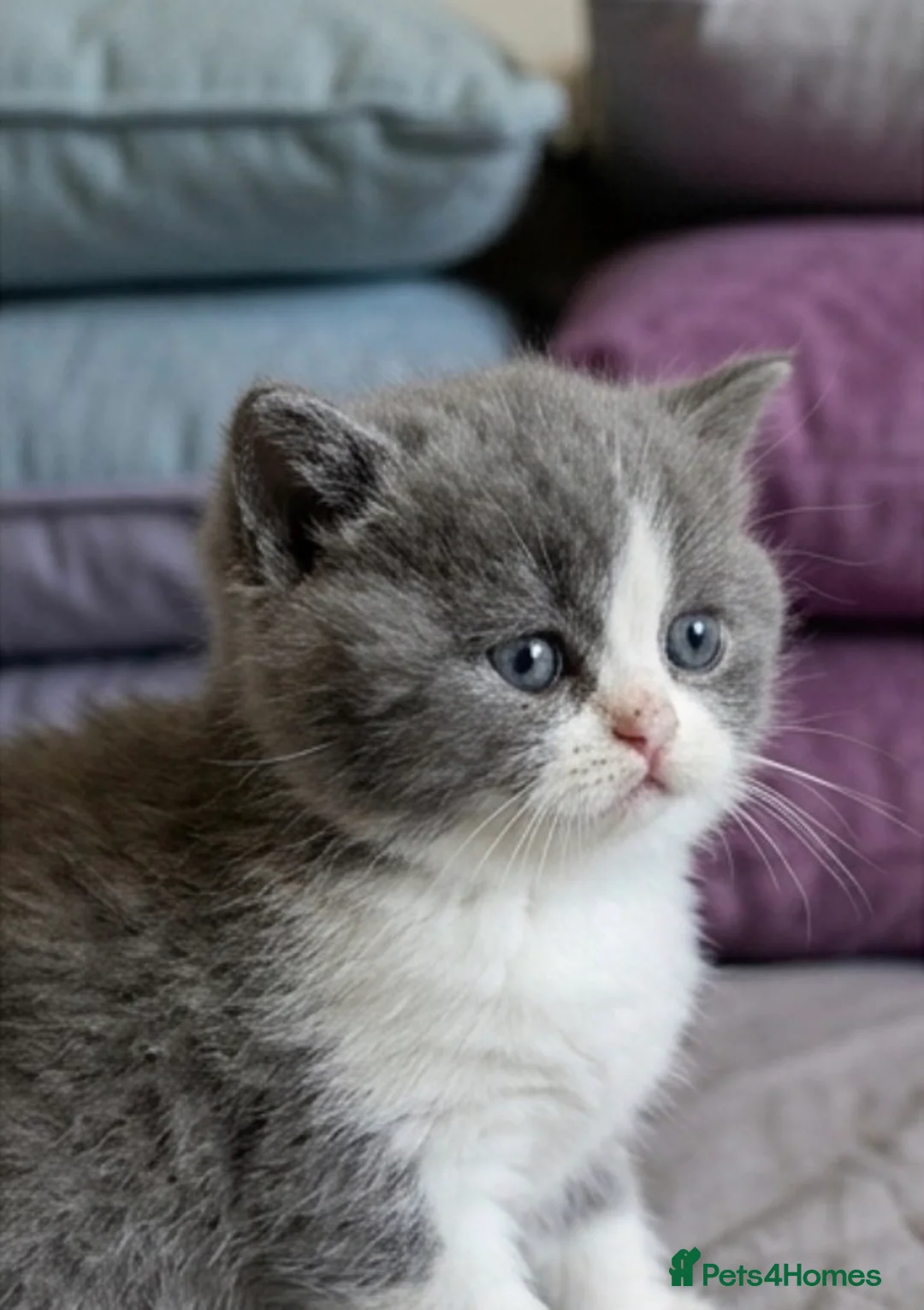 British Shorthair cats for sale: Stunning 9wk Old British Shorthair Boy (READY NOW) - Advert 1