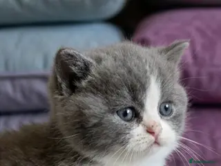 British Shorthair cats Stunning 9wk Old British Shorthair Boy (READY NOW) - Advert 9