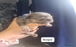 French Bulldog dogs for sale: Chunky frenchies - Image 7