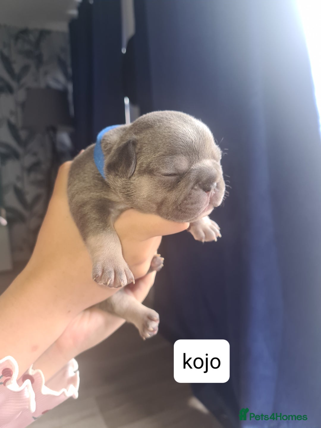 French Bulldog dogs for sale: Chunky frenchies - Image 7