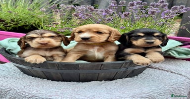 Cocker Spaniel dogs in Market Drayton - Advert 10