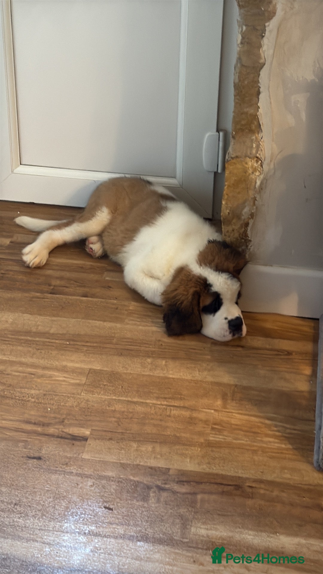 Saint Bernard dogs Female Saint Bernard - Advert 2