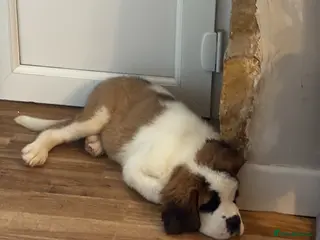 Saint Bernard dogs Female Saint Bernard - Advert 2