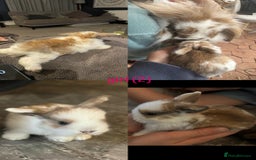 Mini Lop rabbits for sale: HAND-RAISED, FLUFFY AND FRIENDLY BUNNYS FOR SALE🥰 - Image 4