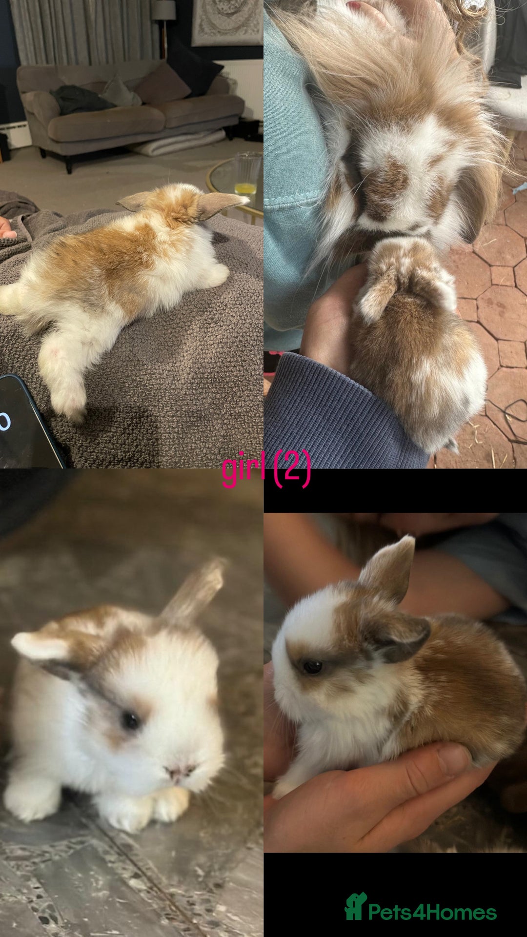 Mini Lop rabbits for sale: HAND-RAISED, FLUFFY AND FRIENDLY BUNNYS FOR SALE🥰 - Image 4