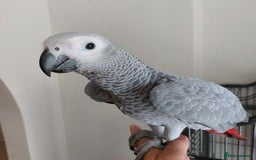 Parrots birds for sale: Hand Reared African Grey Baby  - Image 1