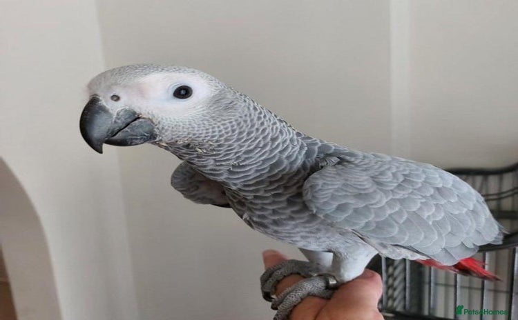 Parrots birds - Advert 5