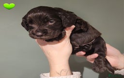 Cocker Spaniel dogs for sale: Litter of 7 - Image 18