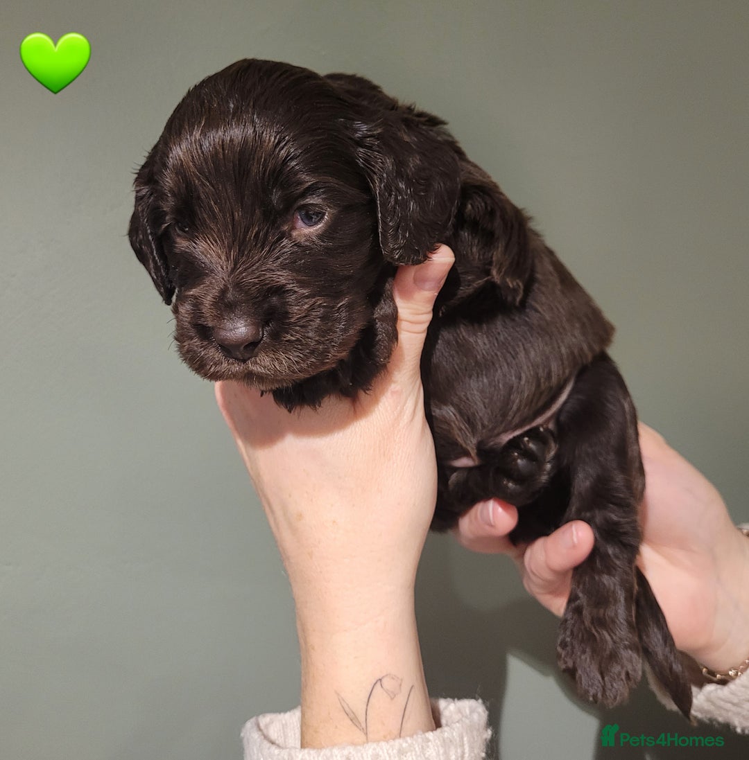 Cocker Spaniel dogs for sale: Litter of 7 - Image 18