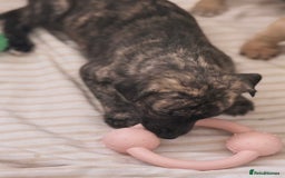 Whippet dogs for sale: KC Registered Whippet puppies  - Image 10