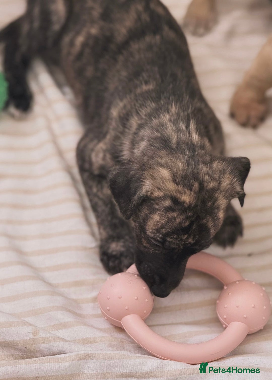 Whippet dogs for sale: KC Registered Whippet puppies  - Image 10