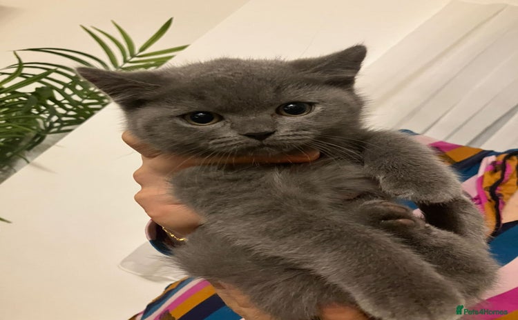 British Shorthair cats - Advert 25