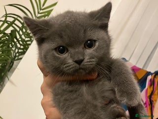 British Shorthair cats - Advert 6