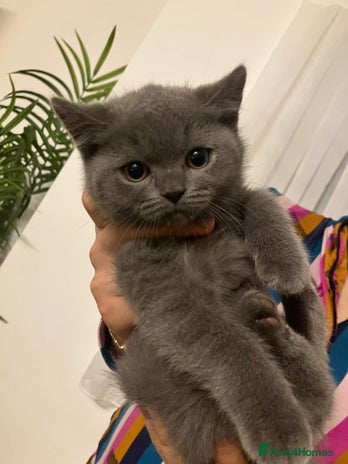 British Shorthair cats - Advert 25