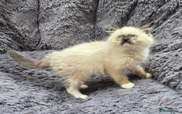 Ragdoll cats for sale: GCCF registered Ragdoll kittens  - Image 14