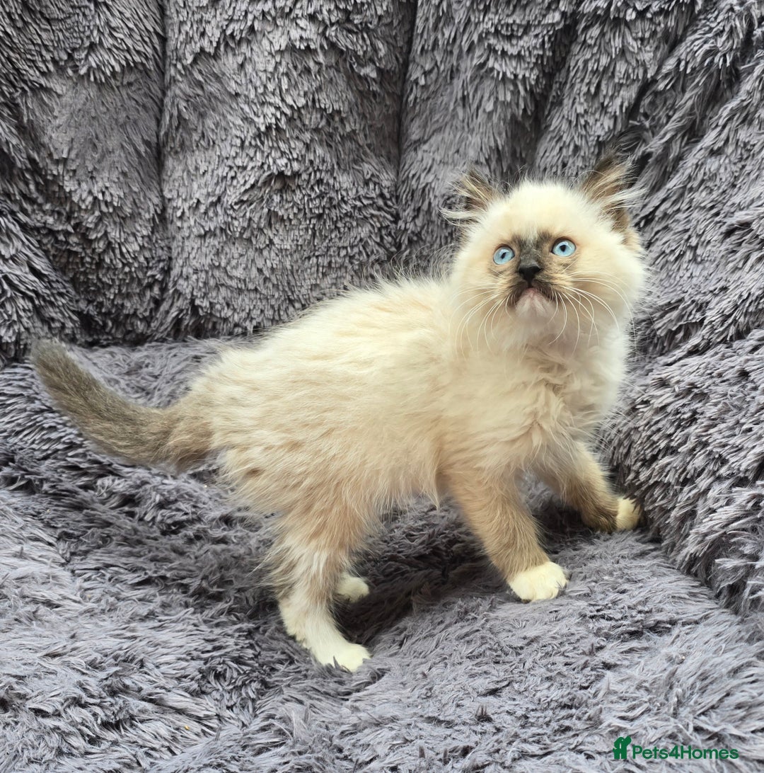 Ragdoll cats for sale: GCCF registered Ragdoll kittens  - Image 14