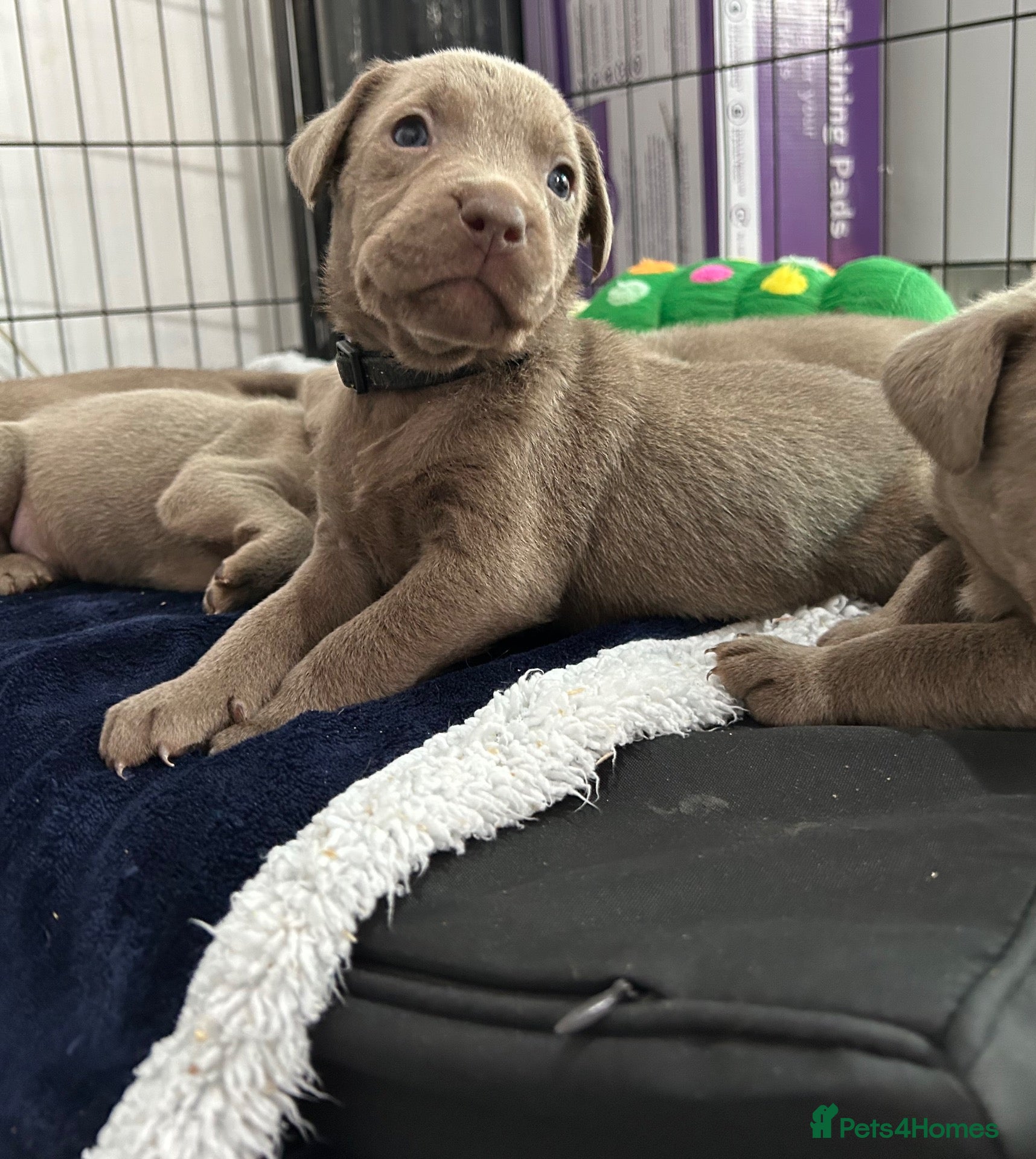 Mixed Breed dogs BEAUTIFUL SILVER STAFFADORS  - Advert 1